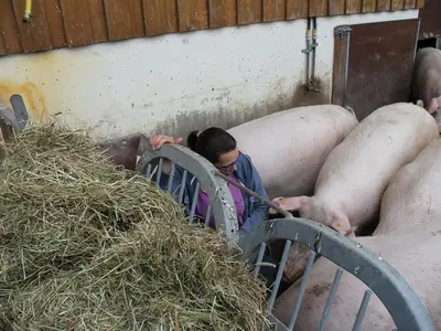 Gesundheitskontrolle bei den Sauen 