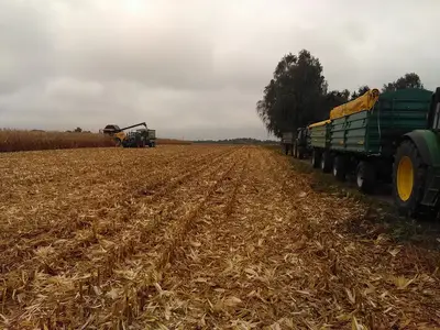 Ernte von K&ouml;rnermais