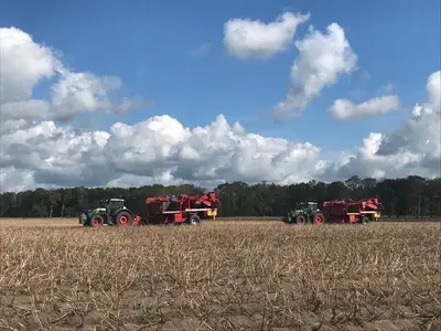 Kartoffelernte bei schönstem Wetter