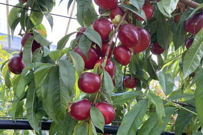 Aktivitäten im Obstbau