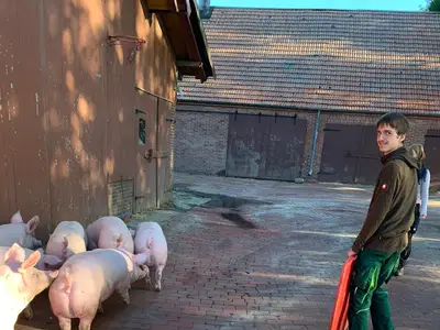 Schweinemast
