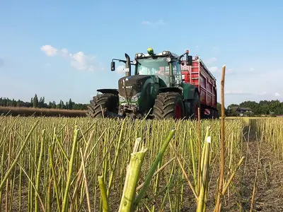 Abfuhr der Rapsernte