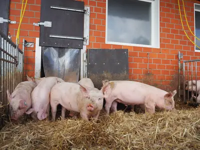 Betreuung des Tierbestands