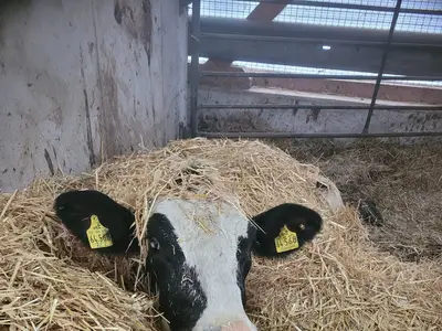 Einstreuen