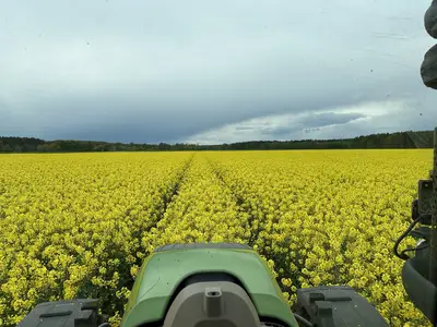 Rapsbl&uuml;tenbehandlung