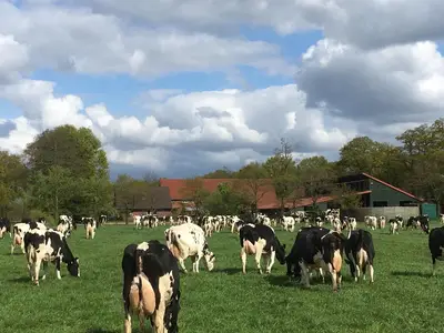 Kuhweide mit Blick auf den Hof