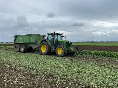 Zuckerr&uuml;ben Ernte 