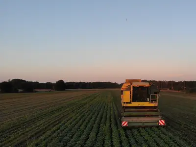 Buschbohnenernte am Abend 