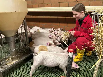 Auszubildende bei der Betreuung der Ferkel mit Ringelschwanz