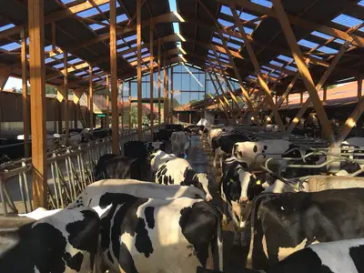 Unsere Milchk&uuml;he