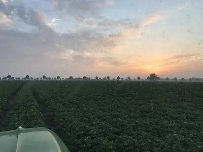 Kartoffeldurchfahrt Sonnenaufgang