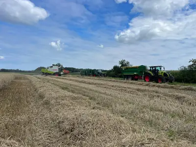 M&auml;hdrusch Roggen