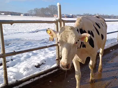 Auslauf auch im Winter
