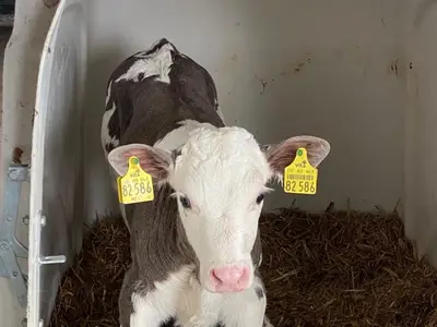 K&auml;lberkindergarten