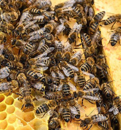 Tierwirt*in Bienenhaltung