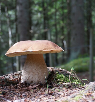 Pilz