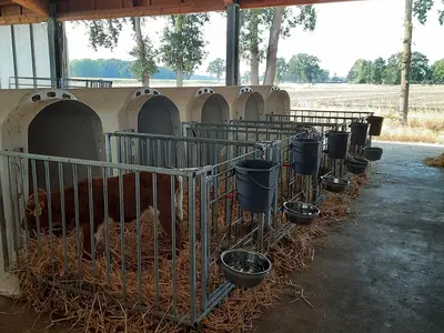 K&auml;lberbereich im Sommer