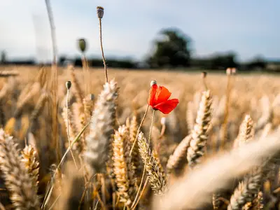 Der Weizen - wichtiger Bestandteil unserer Fruchtfolge