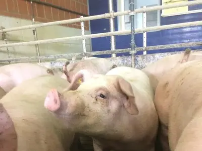 Mastschweine betreuuen