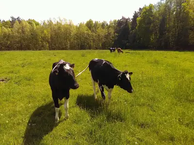 Rinder auf der Weide