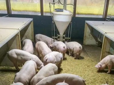 Der Maststall, deine Regie