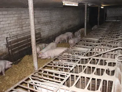 Jungsauen Eingliederung