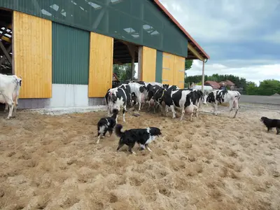 Kurz vor dem Melken