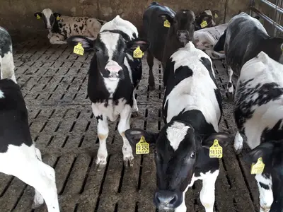 Vermarktungsf&auml;hige Fresser