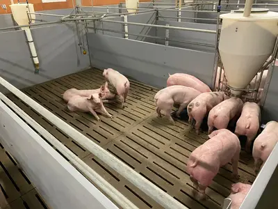 Schweinestall