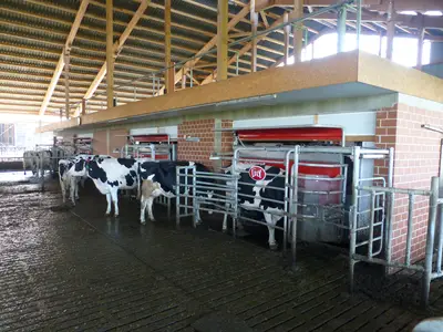 Neuer Boxenlaufstall - Melkbereich