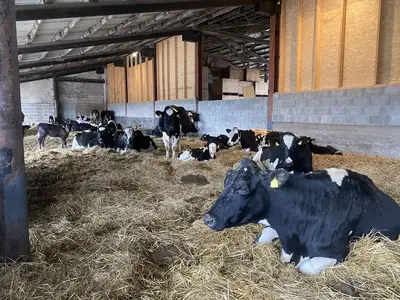 Unsere Ammenkuhherde