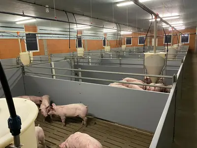 Schweinestall