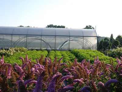 Bl&uuml;tenpracht auf der Fl&auml;che