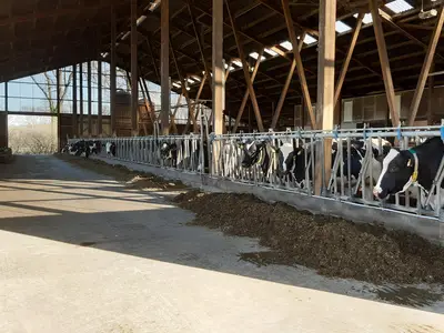 Frischluft im Boxenlaufstall