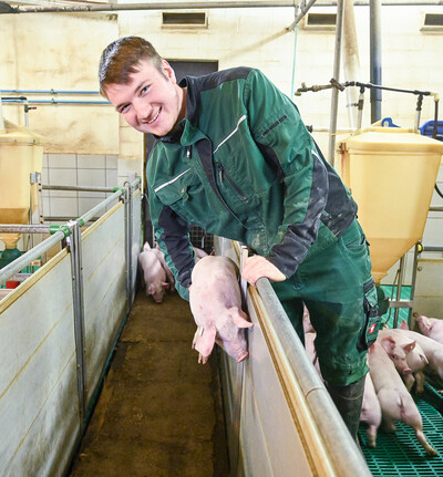 Tierwirt Schweinehaltung