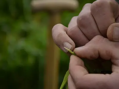 Hand und &Auml;hrchen