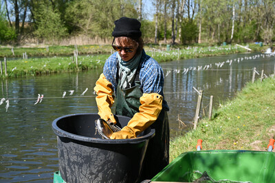 Teich abfischen