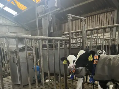 Automatische K&auml;lberf&uuml;tterung