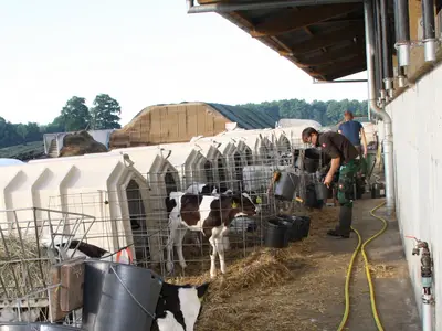 K&auml;lber tr&auml;nken