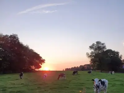 Weidehaltung Jungtiere