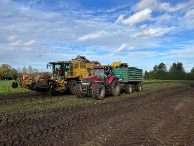 Zuckerr&uuml;benernte