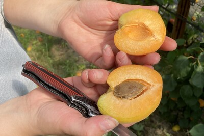 Aktivitäten im Obstbau