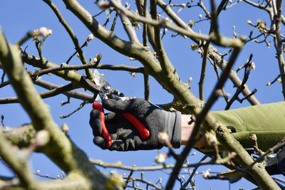 Obstbaumschnitt