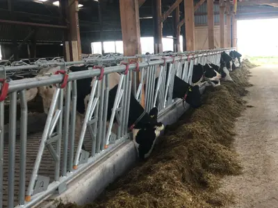 Laufstall (erbaut 2022)