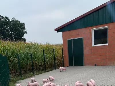 Ferkel auf unserem Treibegang