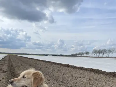 Hofhund Luna beim Folie legen