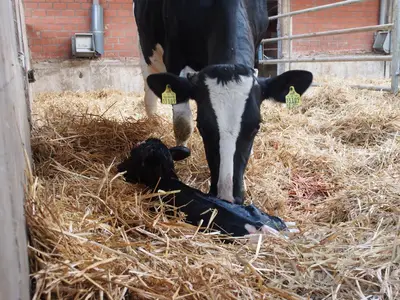Milchkuh mit neugeborenem Kalb