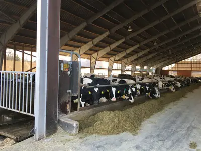 Blick in den Milchviehstall