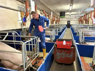 Arbeiten im Abferkelstall