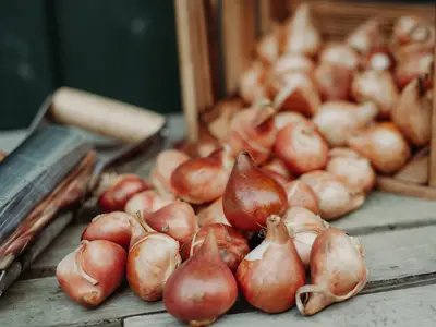 Tulpenzwiebeln